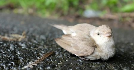 Ptaki wpadają w panikę po eksplozji fajerwerków. Stres trwa nawet 10 dni