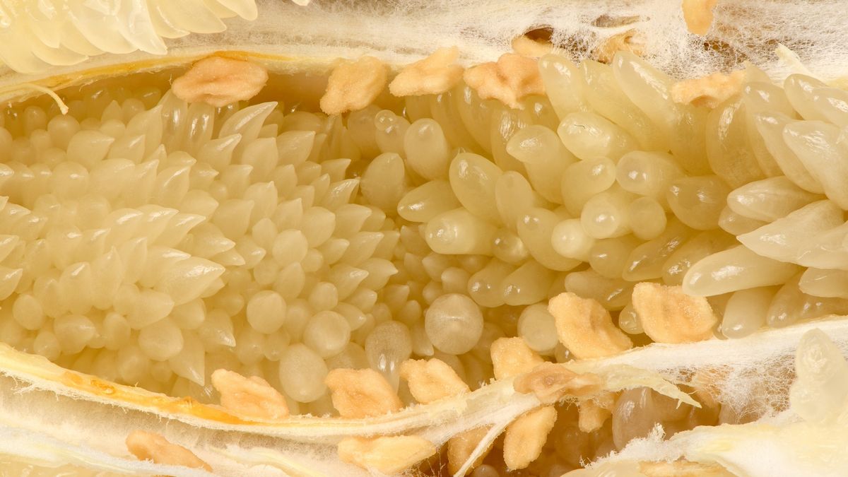 Jakie właściwości ma pomelo?