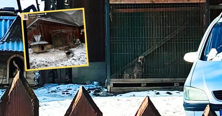 Pies w kojcu na mrozie. Sprawą zajęła się policja