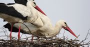 "Prawdziwy bociani boom". Ile jest bocianów w Polsce?