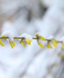 Pogoda na weekend: ciąg dalszy kwietniowej przeplatanki