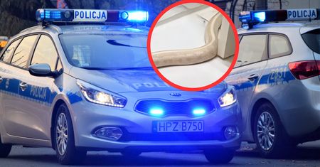 "Umarłabym". Taki widok w łazience. Aż wezwał policję
