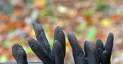 Palce umarlaka. Grzyby rodem z horroru rosną w polskich lasach