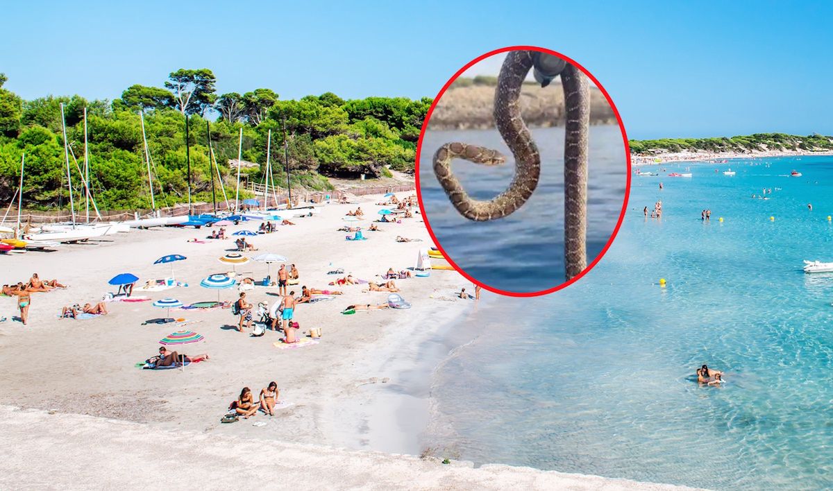 Plaga węzy na Ibizie