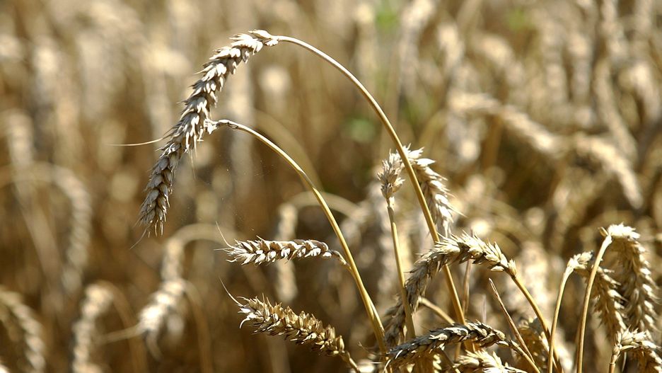 Rolnicy chcą szybkich i konkretnych działań w celu ustabilizowania sytuacji na rynku.