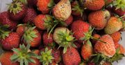 Sezon na truskawki dobiega końca. Ceny rosną, a owoce wciąż kuszą