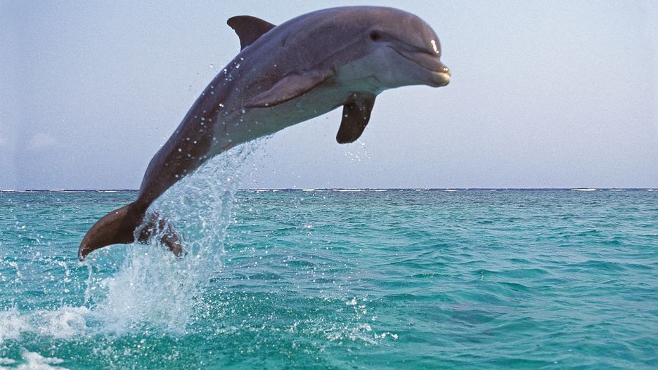 Delfin wyskakujący z wody.