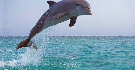 Delfiny w Bałtyku. Jak się wobec nich zachowywać?