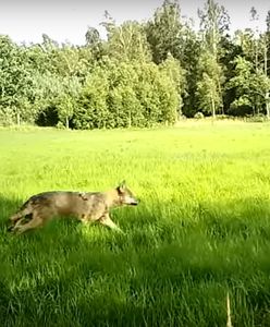 Tak polują wilki. Leśnicy pokazali niesamowite nagranie