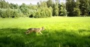 Tak polują wilki. Leśnicy pokazali niesamowite nagranie