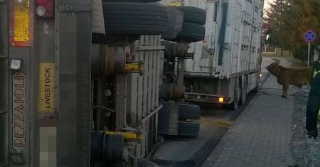Strażacy wraz z mieszkańcami łapali byki, które uciekły z przyczepy
