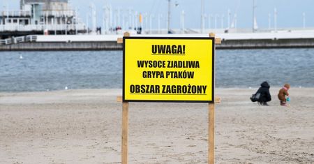 To będzie kolejna epidemia? Dr Grzesiowski o ptasiej grypie