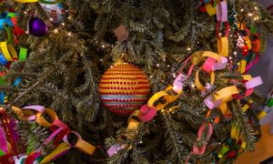 Choinka z lasu. Oto ile kosztuje w nadleśnictwie