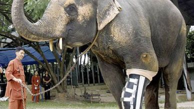 Super wytrzymała proteza dla słonia 1