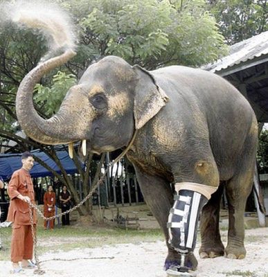 Super wytrzymała proteza dla słonia