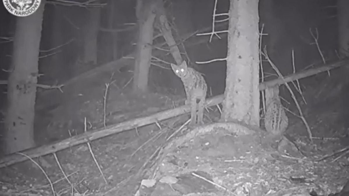 Małe Rysie dostrzegły fotopułapkę. Nic słodszego dziś nie zobacz