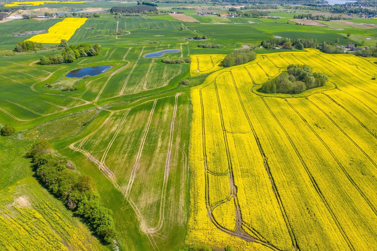 Polska powinna rozpisać plan na rolnictwo na najbliższe 30-40 lat