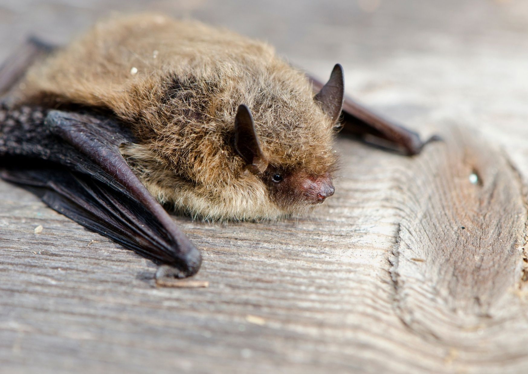 Nietoperz kontra lew. Kto poluje skuteczniej?