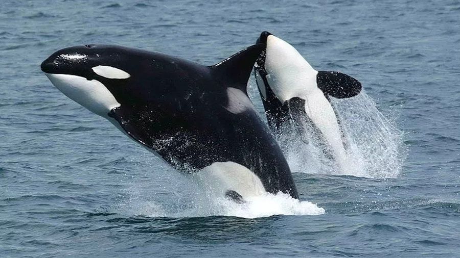 Orka