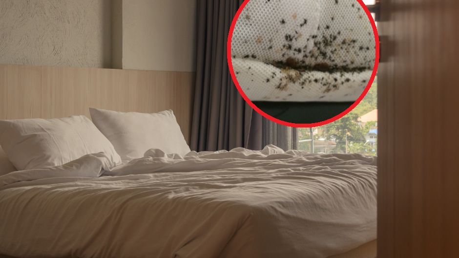 W hotelach często można spotkać pluskwy