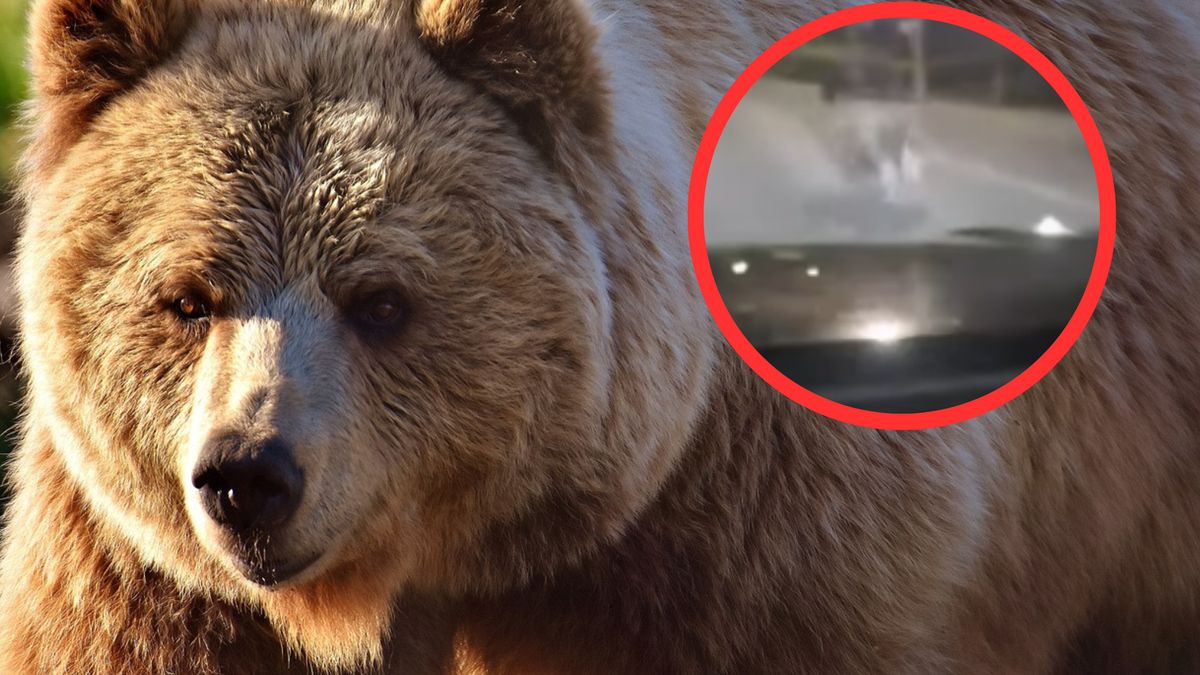 Niedźwiedź biegł środkiem drogi