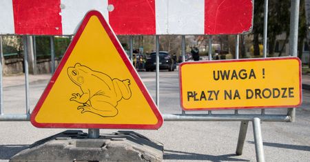 Lublin potrzebuje rąk do pomocy. Stawką życie płazów