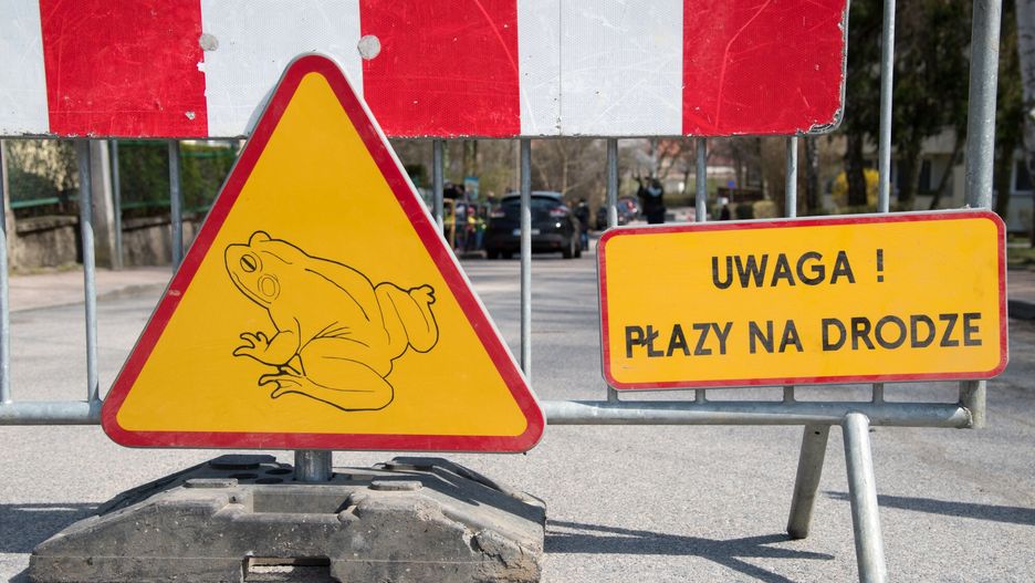 Ratusz szuka wolontariuszy do akcji ratowania migrujących płazów