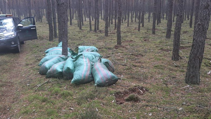 Strażnicy Leśni znaleźli 12 worków z mchem