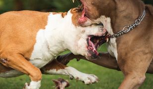 Łódzkie. Amstaff rzucił się na rocznego chłopca. Ugryzł go w twarz