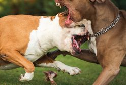 Łódzkie. Amstaff rzucił się na rocznego chłopca. Ugryzł go w twarz
