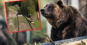 Słowacja. Niedźwiedź zaatakował podczas grzybobrania