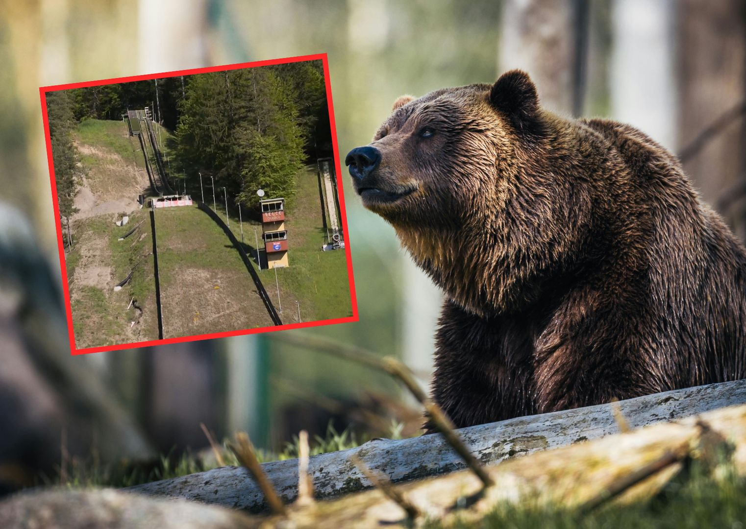 Słowacja. Niedźwiedź zaatakował podczas grzybobrania