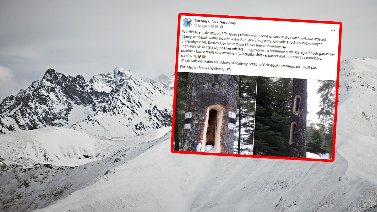 TPN opublikował zdjęcia ogromnych dziupli