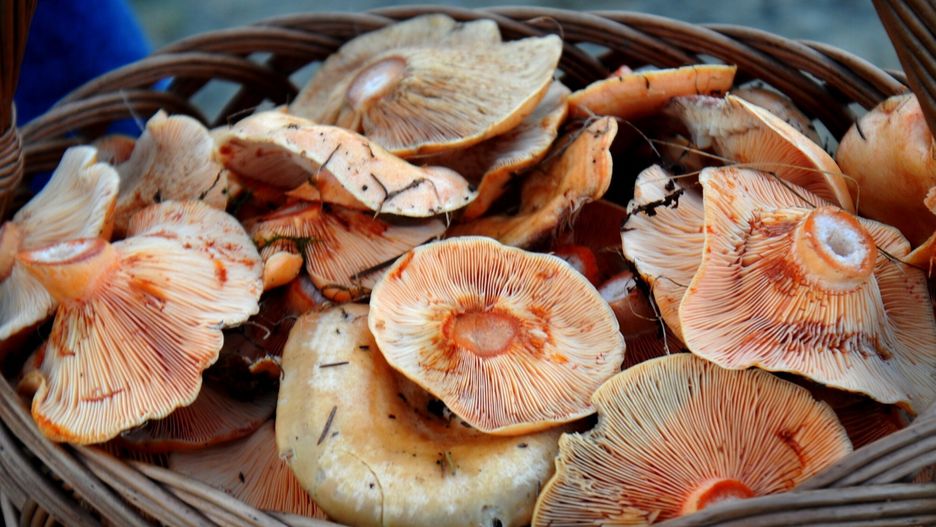 Uwielbiasz rydze? Wiadomo, gdzie ich szukać