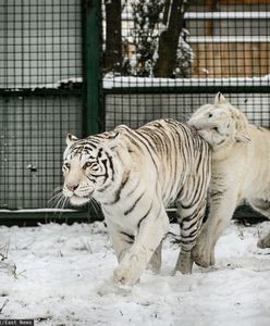 ZOO przygotowuje się do uśpienia tygrysów i lwa. Po ostrzale miasta mogą uciec i zrobić krzywdę mieszkańcom