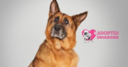 #AdoptujŚwiadomie: Pudelek szuka domu dla Homera!