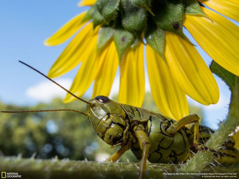 Fotografie natury, która nie przestaje zachwycać. Oto finałowe prace konkursu National Geographic Nature Photographer of the Year 2016 31