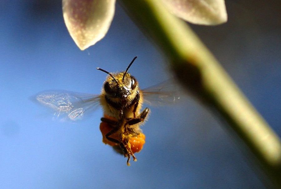 Pszczoła w locie