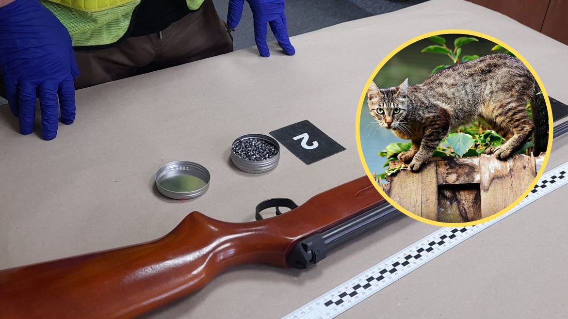  Senior strzelał z wiatrówki do kotów. Powód? Chodziły po jego działce