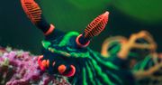 Niesamowite ślimaki morskie na zdjęciach. Wyglądają jak Pokemony