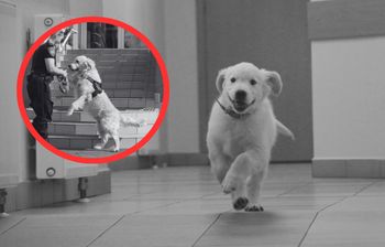 Smutne wieści z Gdańska. Miał 10 lat. "Dziękujemy ci, Marley"