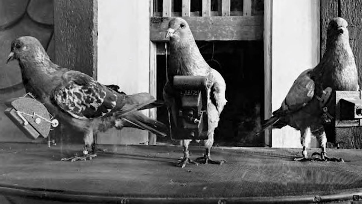 Szpiegowskie gołębie służyły w CIA podczas Zimnej Wojny. Miały swoje aparaty 1
