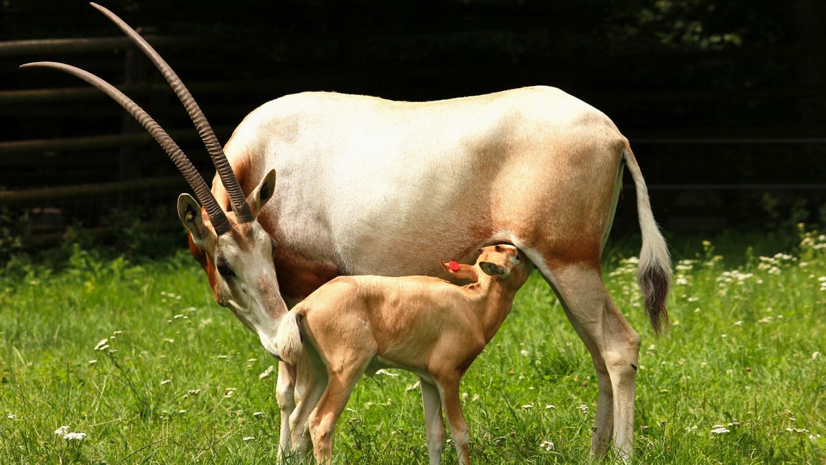 W płockim zoo na świat przyszedł oryks szablorogi