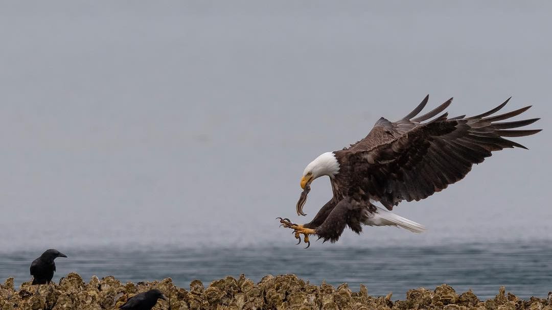 Fotograf uchwycił niesamowite zdjęcia orłów podczas posiłku 1