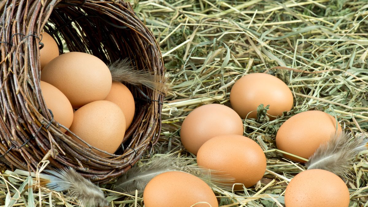 Jajka kacze są bardziej odżywcze niż kurze