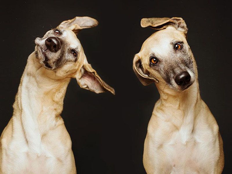 Pełne ekspresji portrety psów Elke Vogelsang 7