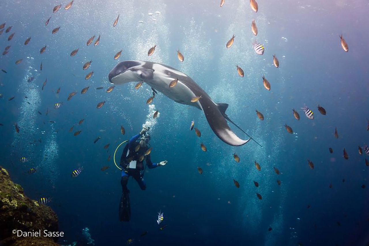 Diabeł morski: Zobacz piękne zdjęcia zagrożonego zwierzęcia