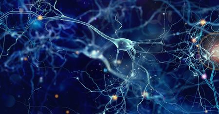 Neurogeneza u dorosłych – gdzie i kiedy zachodzi?