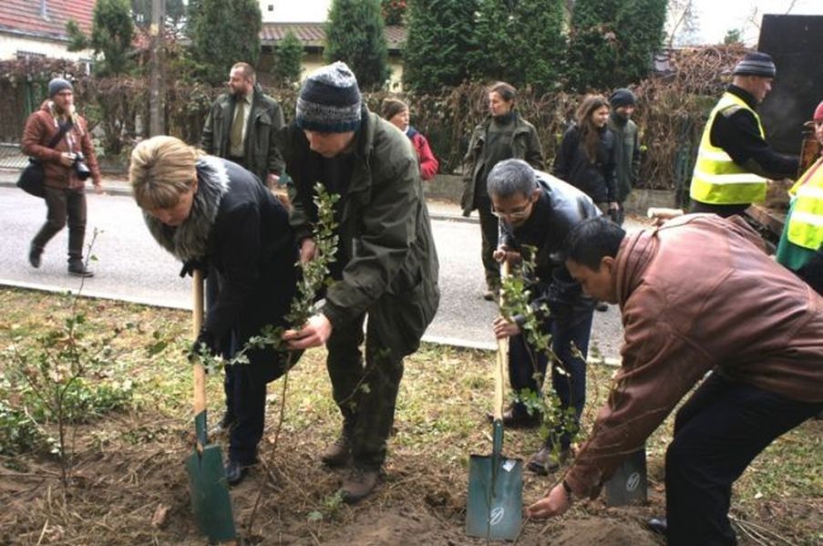 Dyplomaci posadzili 1500 drzew na Woli (ZDJĘCIA)