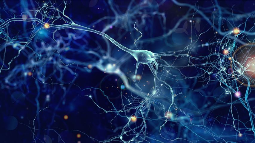 Neurogeneza zachodzi także w dorosłym mózgu